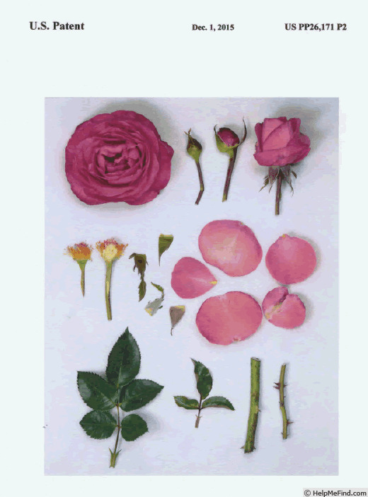 'KORladcher' rose photo