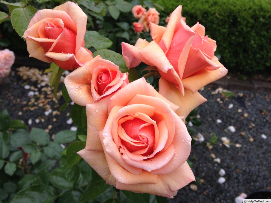 'Kencara Sunrise' rose photo