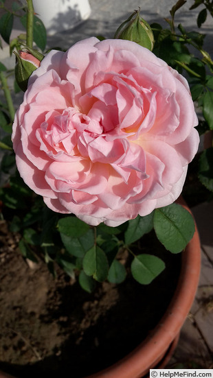 'Eglantyne' rose, click to enlarge 'Eglantyne' rose photo
