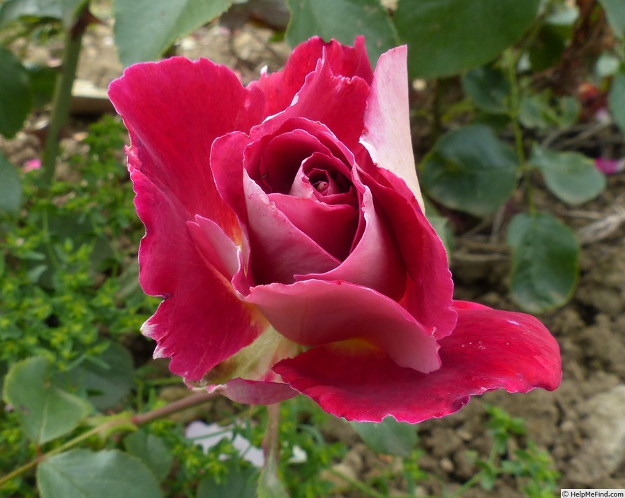'Red 4' rose photo