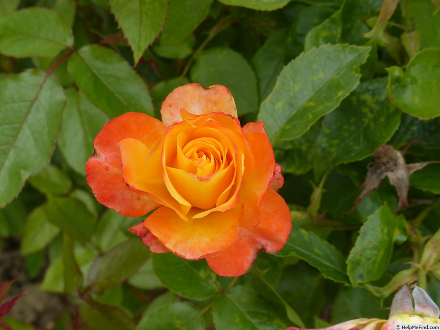 'Playgroup Rose ®' rose photo