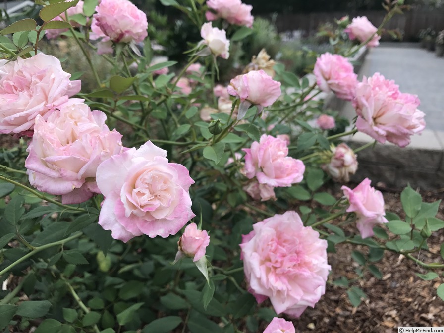 'Homère' rose photo