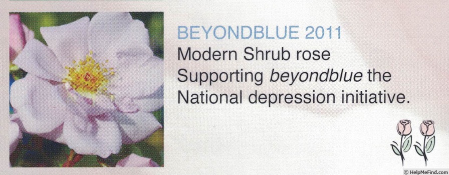 'Beyond Blue Rose' rose photo