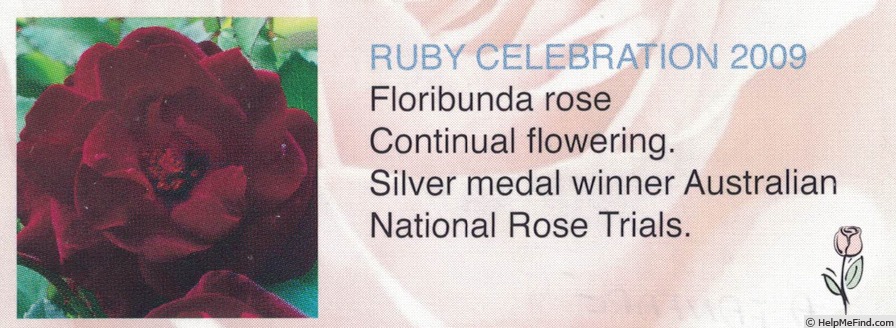 'Ruby Celebration' rose photo