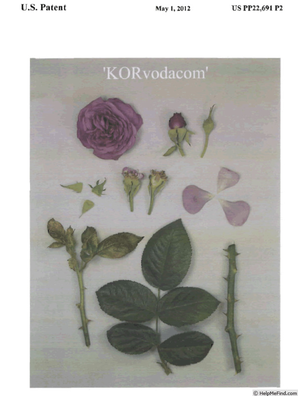 'KORvodacom' rose photo