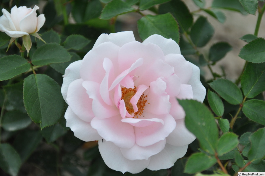 'Ballade ® (floribunda, Evers/Tantau, 1991)' rose photo