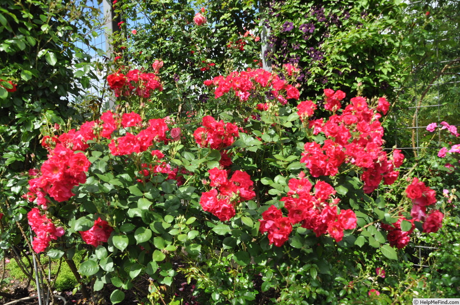 'Burghausen ® (shrub, Kordes 1991)' rose photo