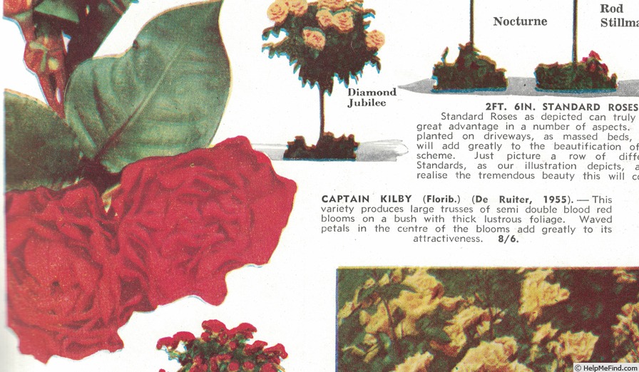 'Captain Kilby' rose photo