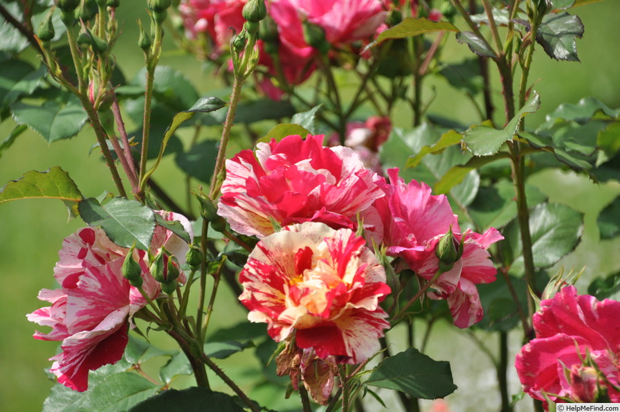 'Christophe Combejean' rose photo