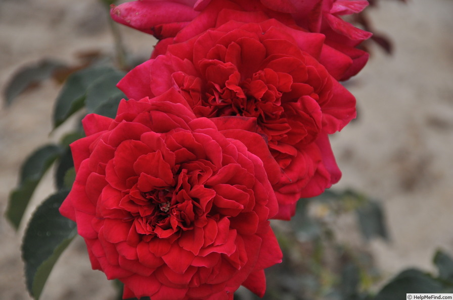 'Dame de Coeur, Cl.' rose photo