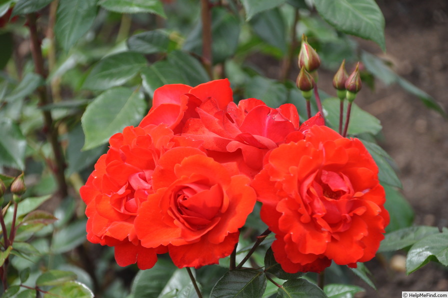 'Domstadt Fulda ®' rose photo