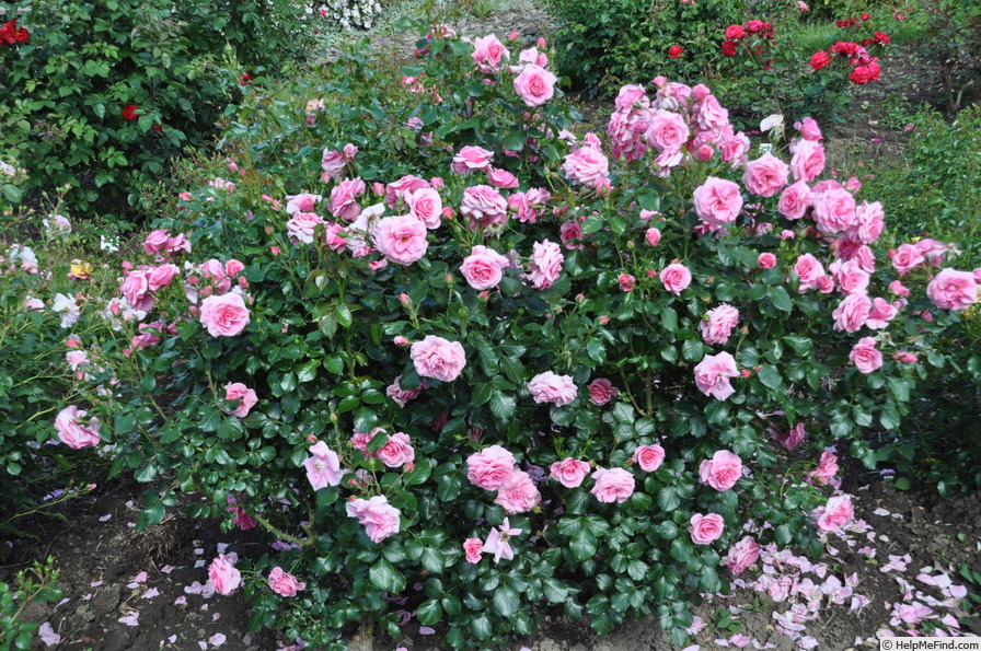 'Dornröschenschloss Sababurg' rose photo