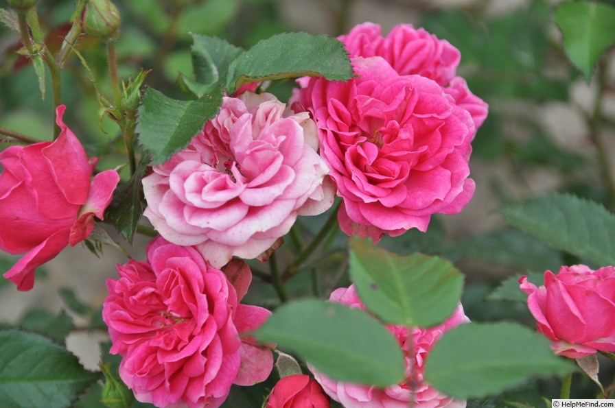 'Elmshorn' rose, click to enlarge 'Elmshorn' rose photo