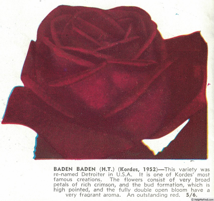 'Baden-Baden (Hybrid Tea, Kordes, 1952)' rose photo