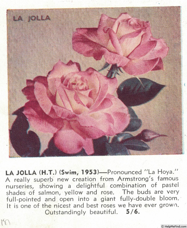 'La Jolla' rose photo