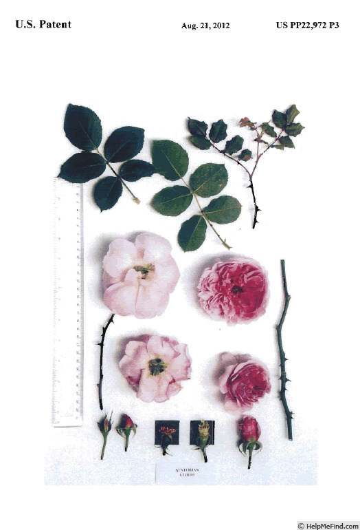 'AUStobias' rose photo