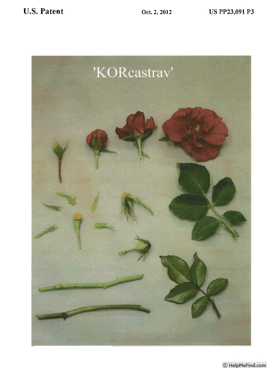 'KORcastrav' rose photo