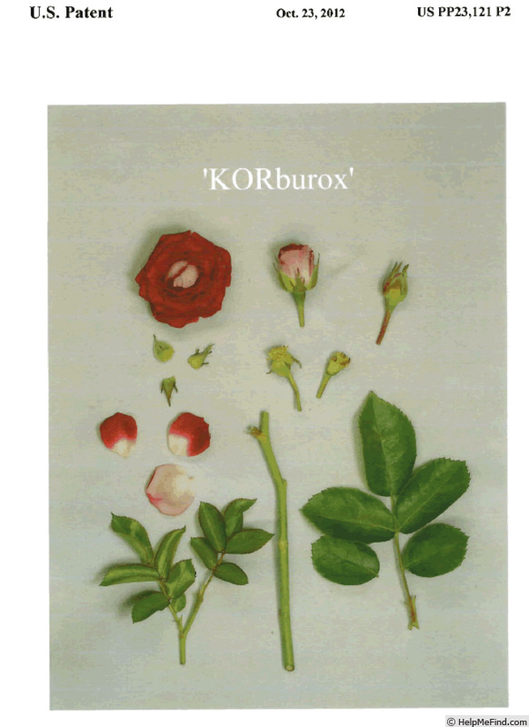 'KORburox' rose photo