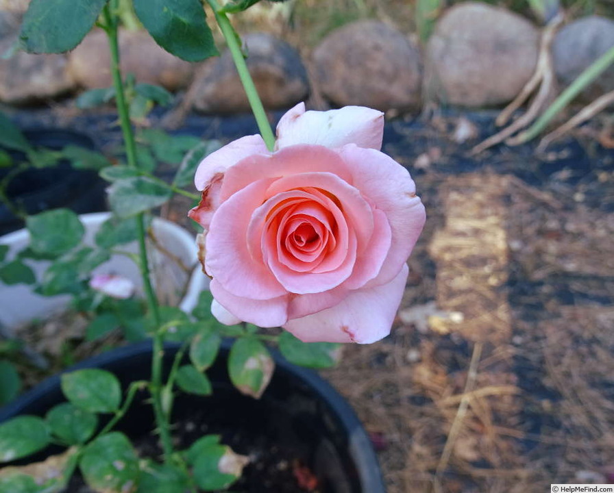 'Sheer Joy' rose photo
