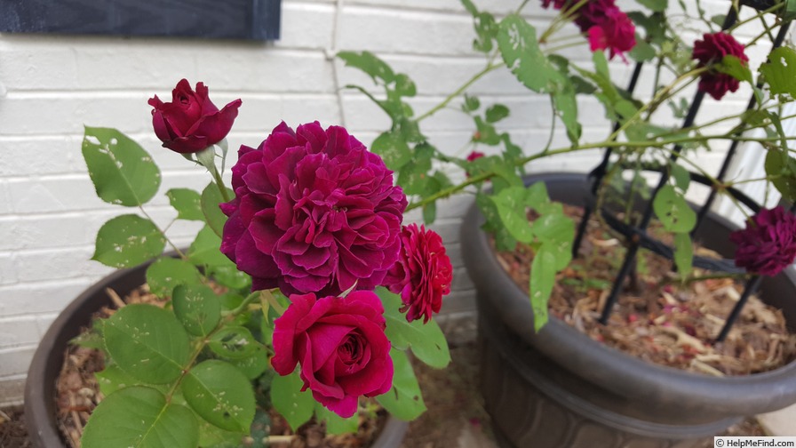 'Tradescant' rose photo