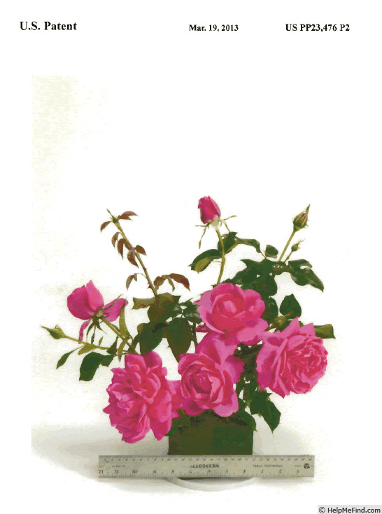'Wekmerewby' rose photo