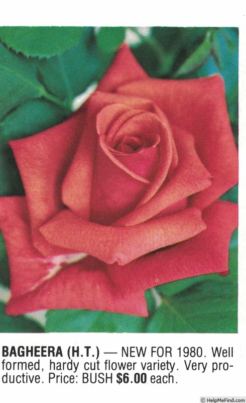'Bagheera' rose photo