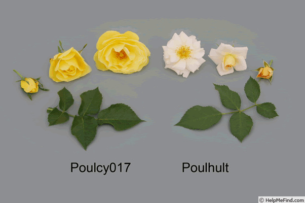 'POUlhult' rose photo