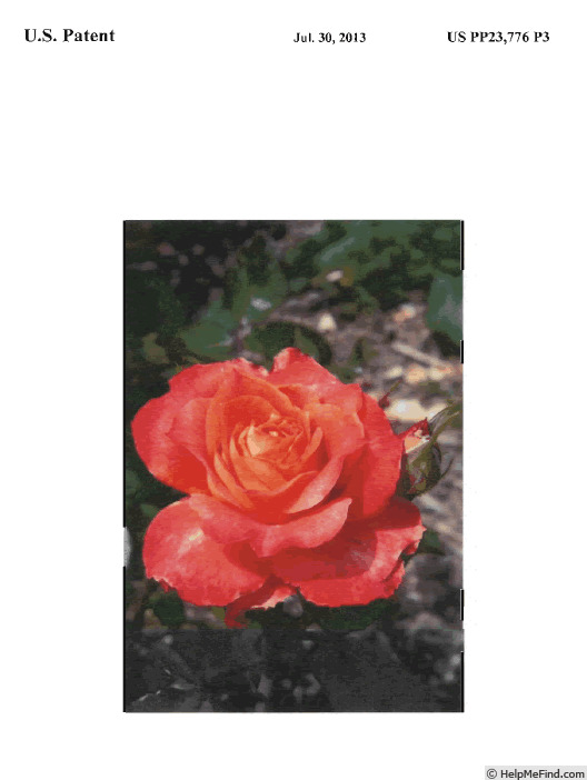 'BAGstream' rose photo