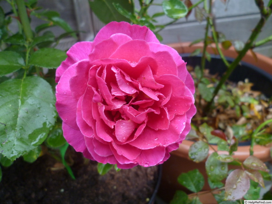 'Westpol ®' rose photo