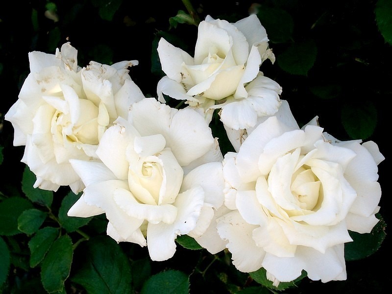 'Pape Jean Paul II ®' rose photo