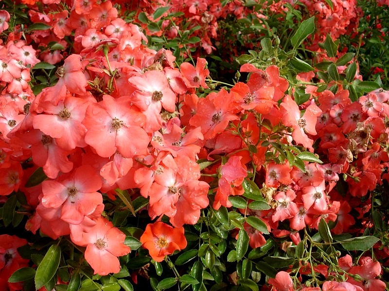 'Isalia ®' rose, click to enlarge 'Isalia ®' rose photo