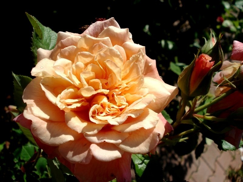 'Aloha ® (climber, LCl, Kordes 2003)' rose photo