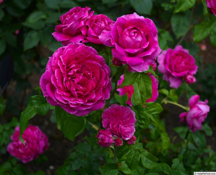 'Young Lycidas' rose photo