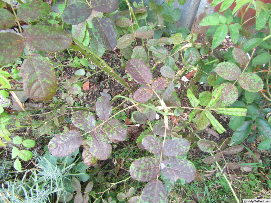 'Duchess of Portland (damask perpetual, before 1775)' rose photo