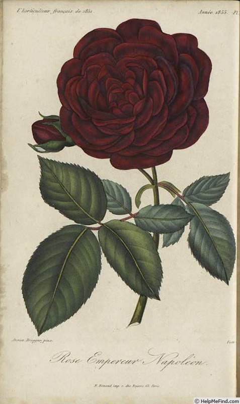 'Empereur Napoléon' rose photo