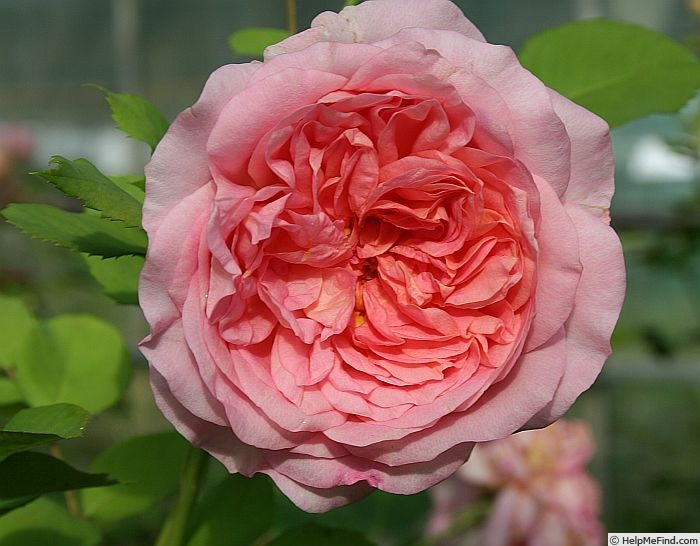 'Happy Summers' rose photo