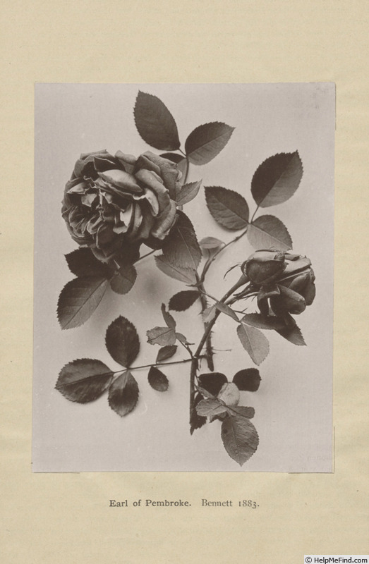 'Earl of Pembroke' rose photo