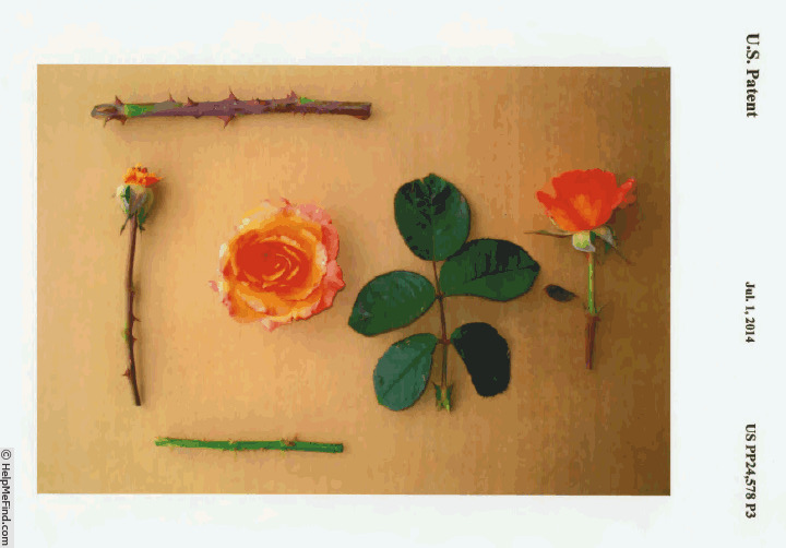 'Jim Jimmy James' rose photo