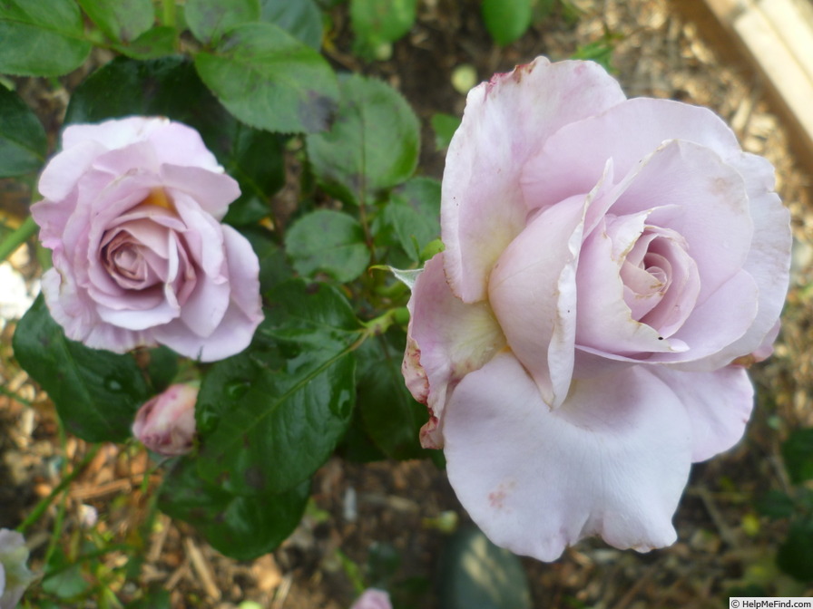 'Blue Girl® (hybrid tea, Sauvageot/NIRP, 2008)' rose, click to enlarge 'Blue Girl® (hybrid tea, Sauvageot/NIRP, 2008)' rose photo