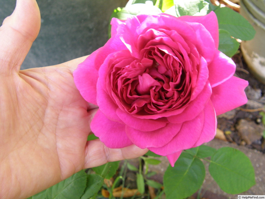 'The Dark Lady' rose photo