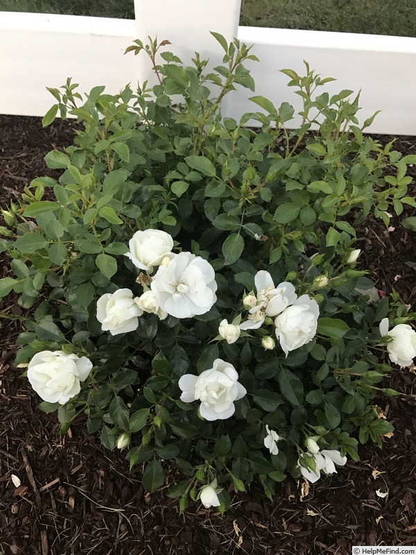 'Flower Carpet ® White' rose photo