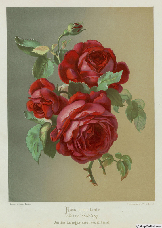 'Pierre Notting' rose photo