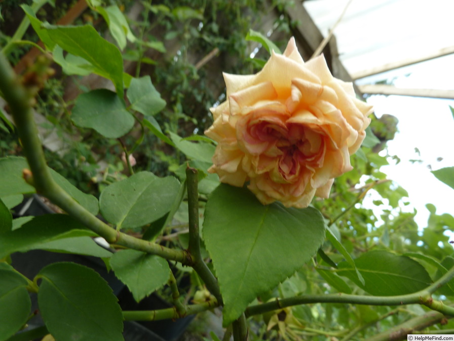 'Adrienne Christophle' rose photo