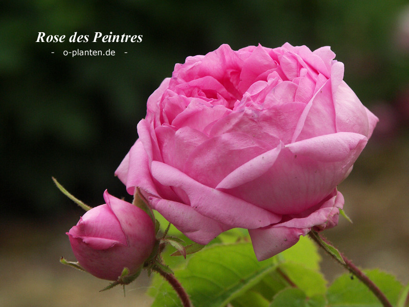 'Des Peintres' rose photo