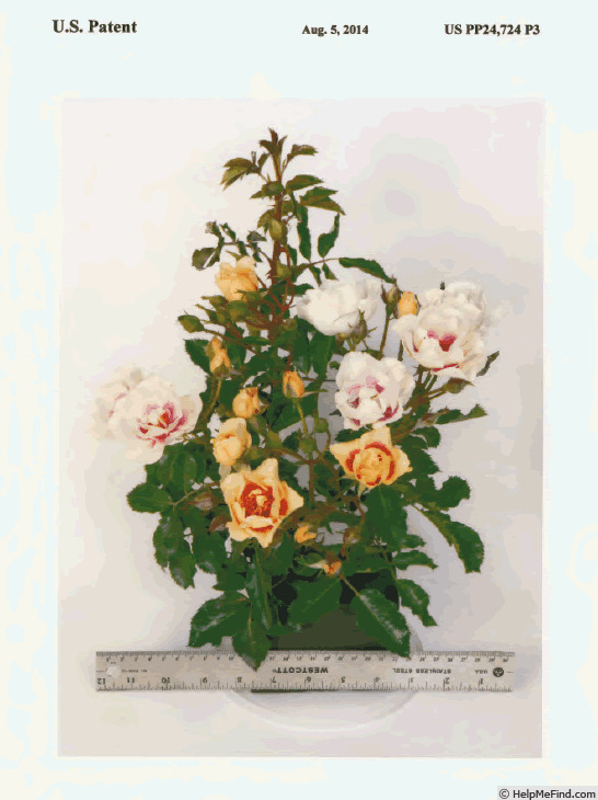 'Pejamore' rose photo