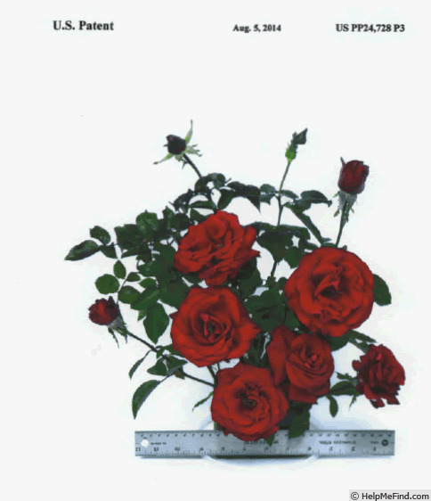 'Wekcisfribo' rose photo