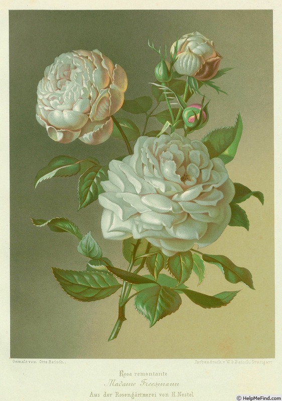 'Madame Freemann (hybrid perpetual, Guillot, 1862)' rose photo