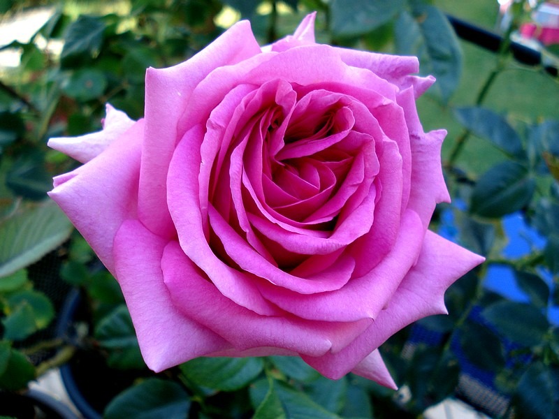 'Chartreuse de Parme' rose, click to enlarge 'Chartreuse de Parme' rose photo