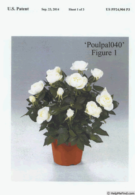 'POUlpal040' rose photo