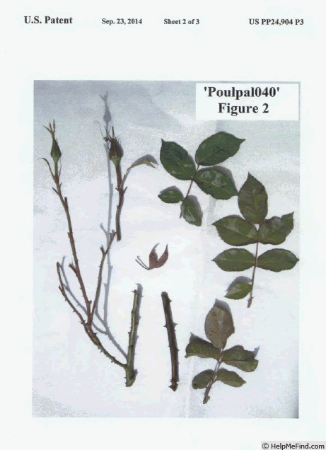 'POUlpal040' rose photo